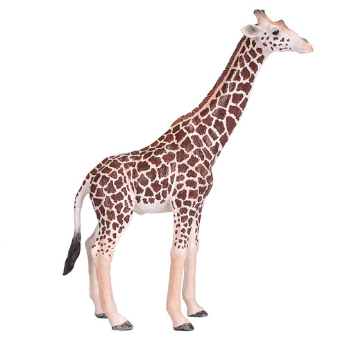 Giraffe male wild zoo animals - giraffe,