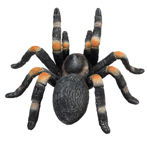 Red kneed tarantula wild - kneed, zoo
