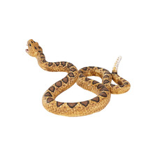 Rattlesnake Toy Wild zoo