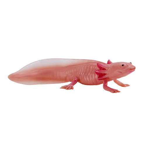 Mojo axolotl wild zoo animals - mojo,