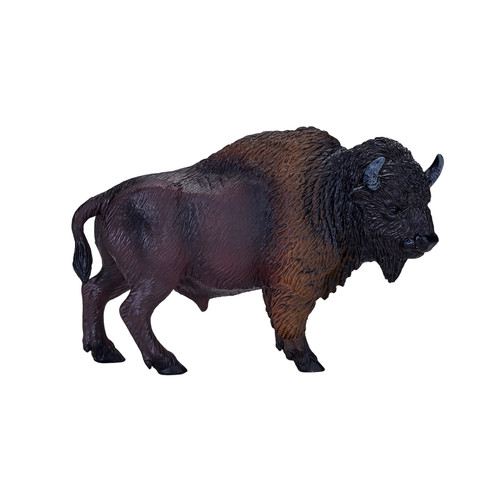 American bison buffalo - american,