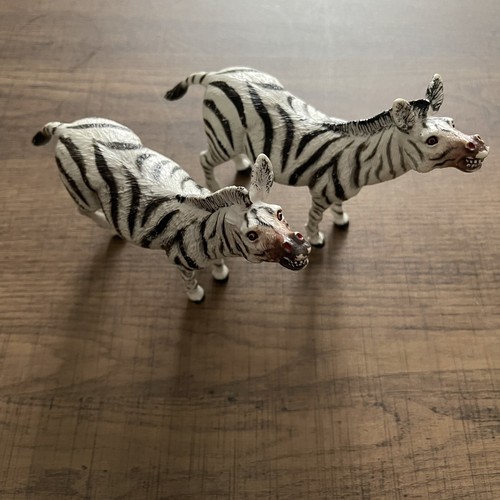 Zebra wild zoo - animals, play