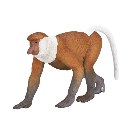 Mojo proboscis monkey - wild, zoo