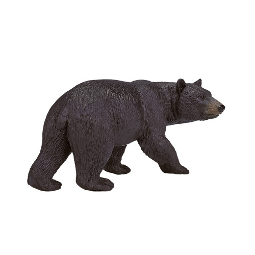 Mojo black bear wild - wild, zoo