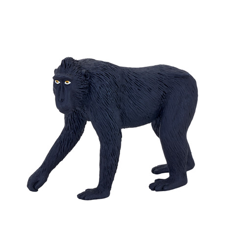 Black crested macaque - black, zoo
