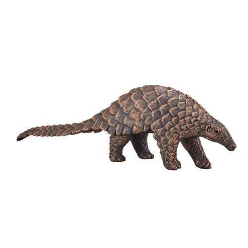 Mojo indian pangolin - wild, zoo