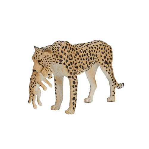 Cheetah cub wild zoo - wild,