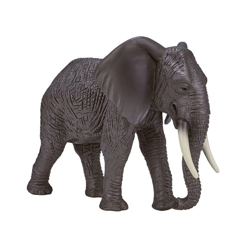 African elephant wild - elephant, zoo
